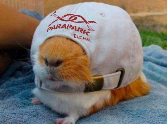  Hamster sous la casquette